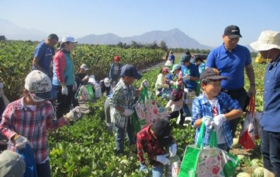 タキイ農園での野菜収穫体験